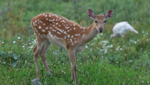 Deer