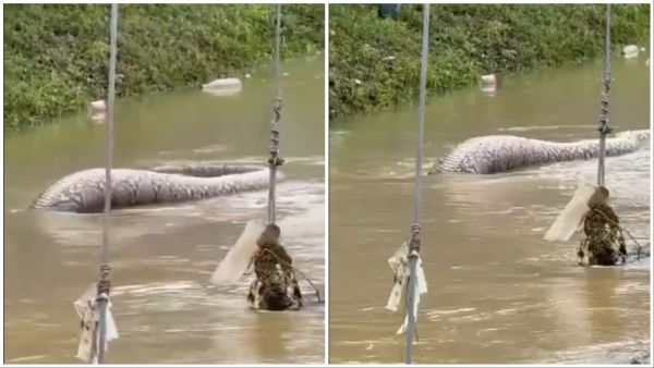 Huge python reportedly spotted in Thailand after floods. (X/) Enormous python