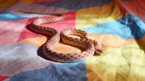 snake