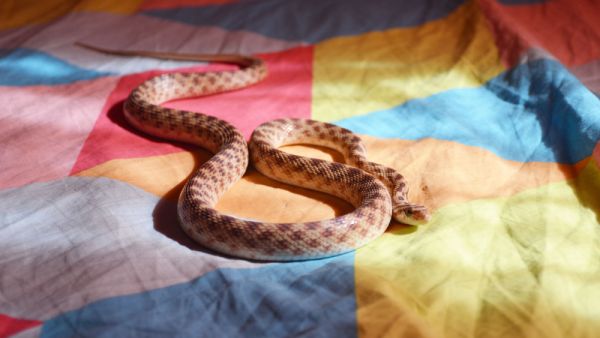 snake