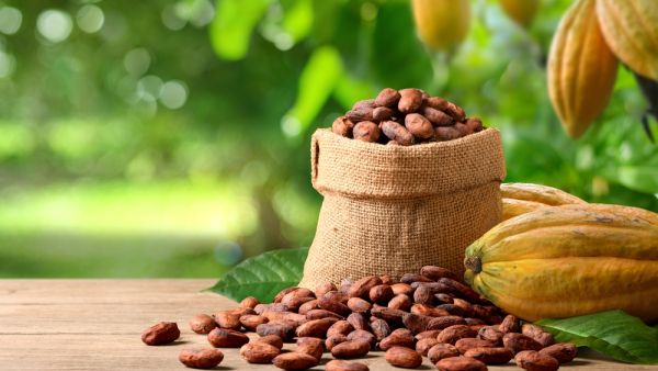 Cocoa
