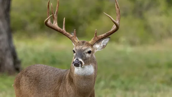 Buck