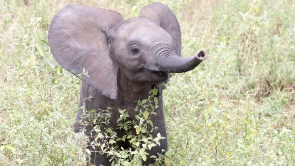 elephant