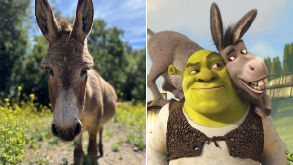 Donkey