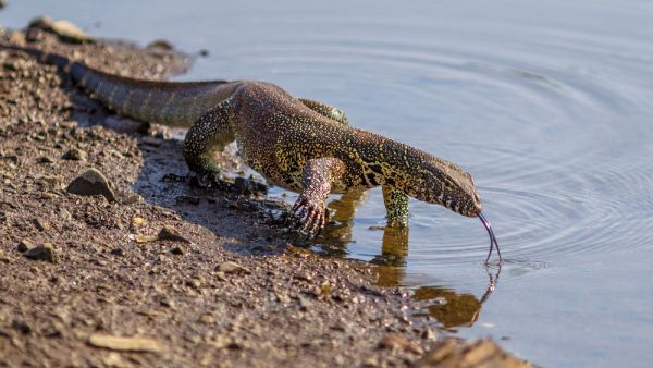 Nile monitor. (Shutterstock) Nile monitor