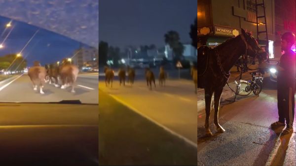 Herd of horses escapes stable and races against cars on Turkish roads