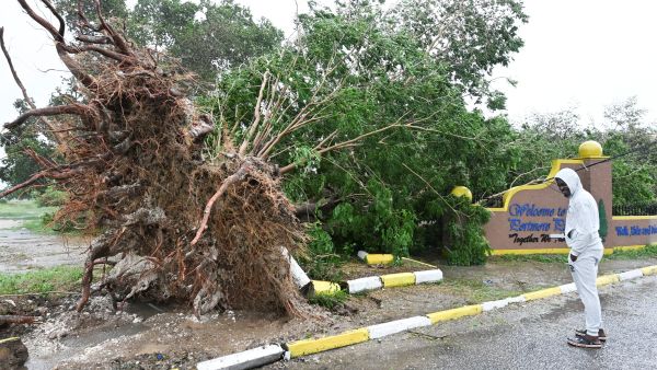 A man looks at a fallen tree in St. Catherine, Jamaica, shortly before Hurricane Melissa made landfall on October 28, 2025. AFP 25 killed as Hurricane Melissa unleashes catastrophic floods in southern Haiti