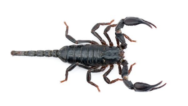 حظ برج العقرب لشهر نوفمبر 2025