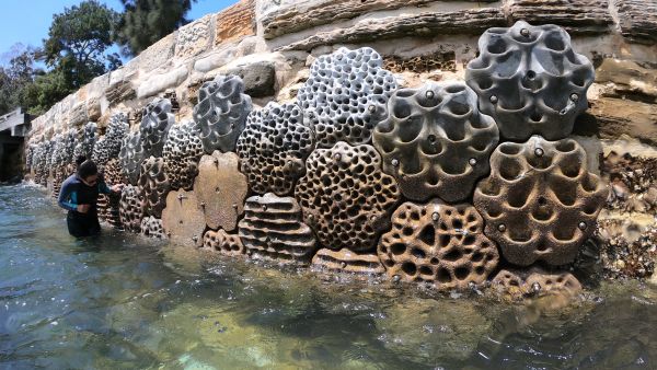 "دي بي ورلد" تُركّب أوّل 1,000 لوح من الهياكل البحرية الحيّة في ميناء جبل علي