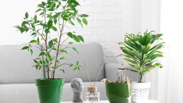 نباتات منزلية لا تحتاج سقي يومي لتظل نابضة بالحياة