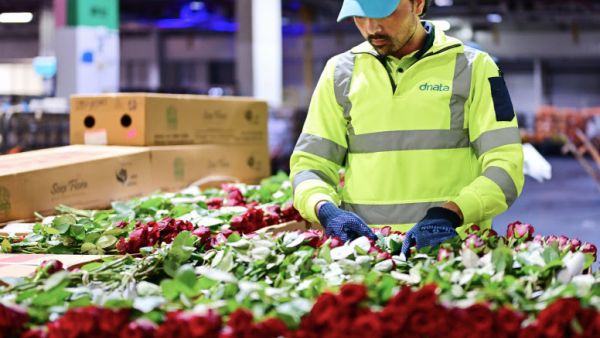 Dubai in full bloom: dnata handles 227,530 kilograms of Valentine’s Day flowers in five days