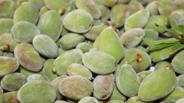 طريقة عمل مكدوس اللوز الأخضر