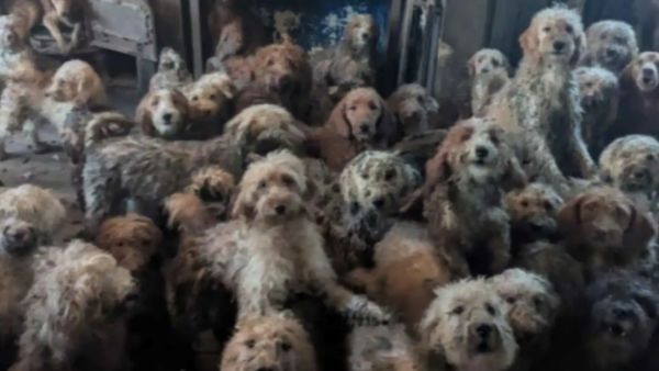 إنقاذ 250 كلبا من جحيم منزل في بريطانيا  