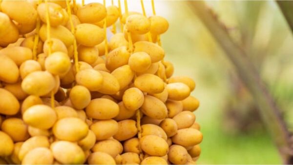 تفسير حلم النخل والبلح