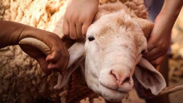 تفسير رؤية ذبح الخروف في المنام