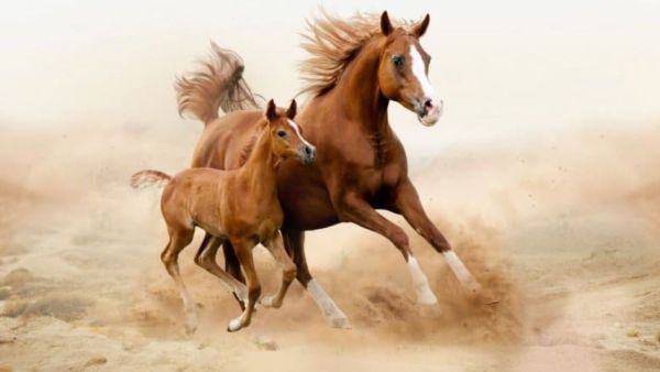 تفسير مطاردة الحصان في الحلم