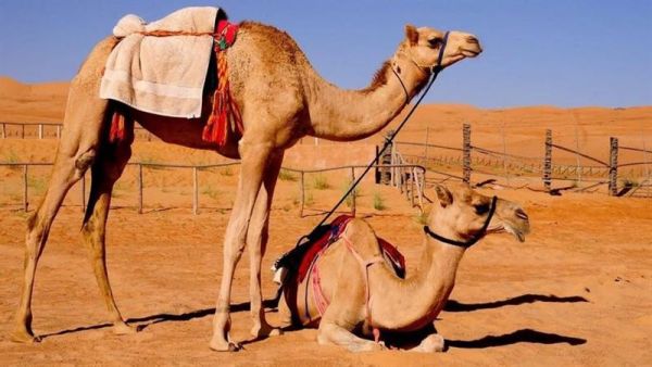 رؤية جمل في المنام