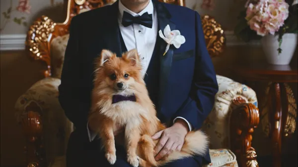 dog companion