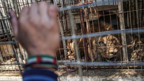 Palestinian children look through the bars of a cage at a lion at Rafah Zoo in southern Gaza. (AFP)