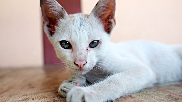 (Shutterstock/File Photo)