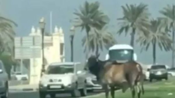 In the video, we can see a bull in the middle of the road and two men running after it (Instagram)