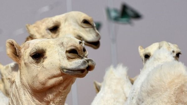 Cash prizes for camel competitions at the 28-day festival total $57 million, so pressure to cheat can be intense (AFP)