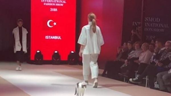 It is first spotted grooming itself casually on the deck before getting to its feet and joining in (Instagram)