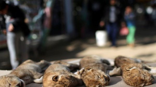 Four African lion cubs froze to death in Gaza zoo  (Twitter)