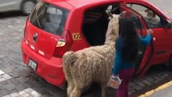 A young girl holds the door open for the animal before getting into the front seat of the taxi beside the driver (Instagram)