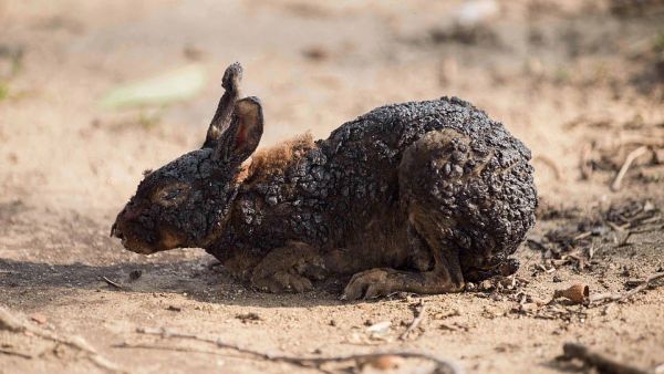 A rabbit suffering from burns struggles to find safety, as the Woolsey Fire continues to burn near Malibu in California (Shutterstock)