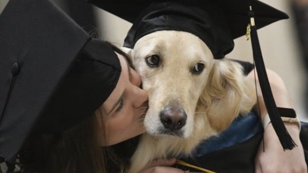 A service dog named Griffin (Twitter)