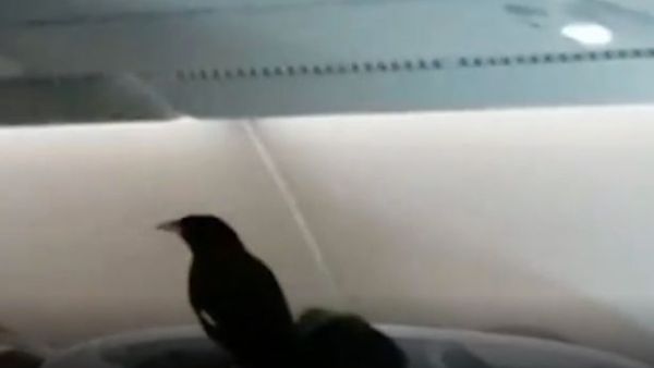 Bird Found On Board Business Class (Twitter)