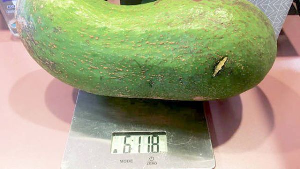 ‘This is a world record’ 6 Pound Avocado (Twitter)