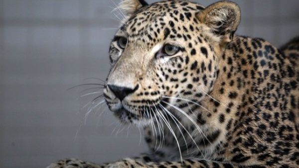 Persian leopard (Twitter)