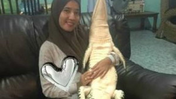 Malaysian cuddles wild crocodile (Twitter)