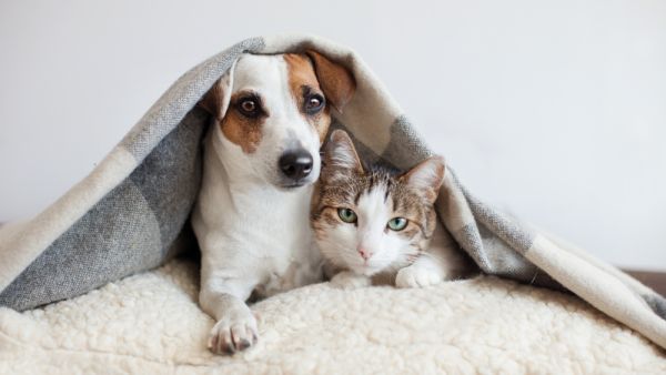 (Shutterstock)