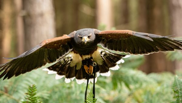 Final preparations are being made for the opening of one of Saudi Arabia’s biggest falconry events (Twitter)