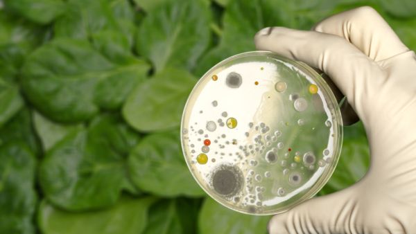 Romaine lettuce (Shutterstock)