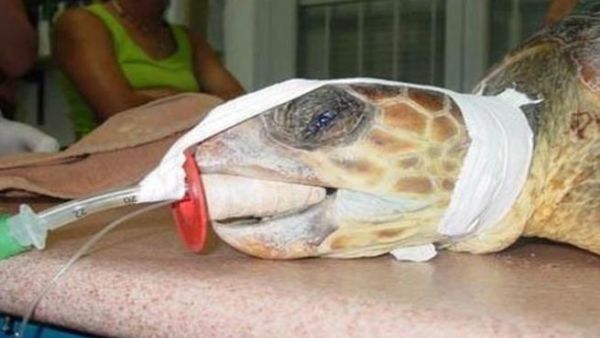 وفاة سلحفاة الملك فاروق أقدم كائن على سطح الارض! وفاة سلحفاة الملك فاروق أقدم كائن على سطح الارض!