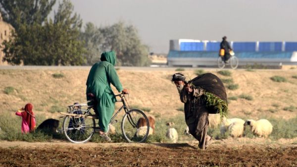 In this photograph taken on August 19, 2016, a woman cycles past an elderly Afghan villager carrying a bundle of grass over his shoulders in Kandahar. (AFP/Jaweed Tanveer)