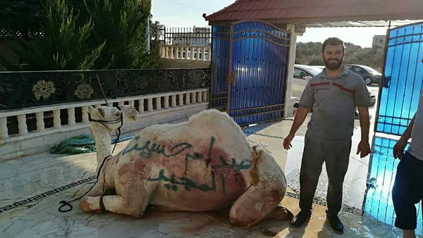 أردني يذبح جملًا عن روح صدام حسين