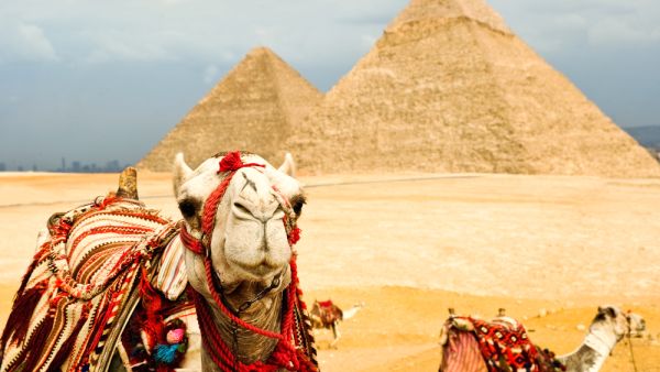 Camel in Egypt (Shutterstock)
