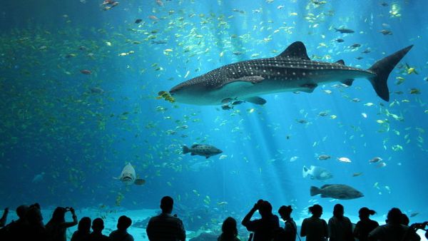 Whale sharks are sometimes spotted off the coast of UAE and in Dubai Marina's man-made canal. (File Photo) 