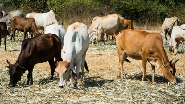 The cattle were returned after calls were made to the Army and UNIFIL. (Shutterstock)