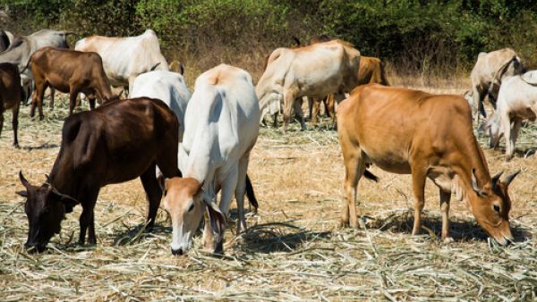 The cattle were returned after calls were made to the Army and UNIFIL. (Shutterstock)