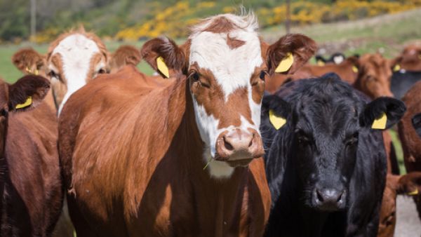 Saudi Arabia will allow imports of beef and beef products from US cattle less than 30 months of age, with the policy expanded after a phase-in period. (Shutterstock)