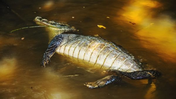 (Shutterstock/ File Photo)