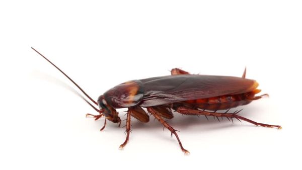 Cockroach (Shutterstock/File Photo)