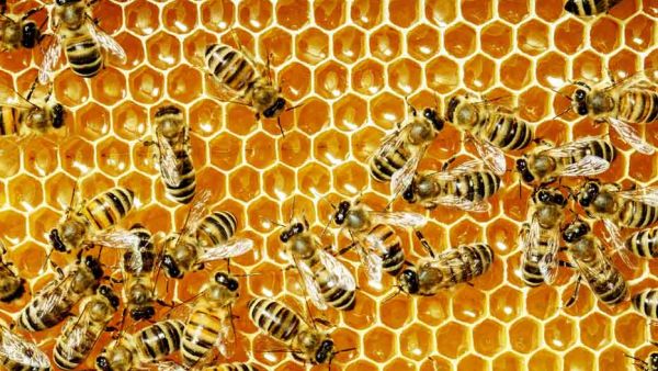 Bees. (Shutterstock)