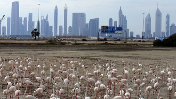 Dubai is hosting the One Million Arab Coders programme. (AFP)